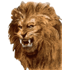 Gif animé lion menace
